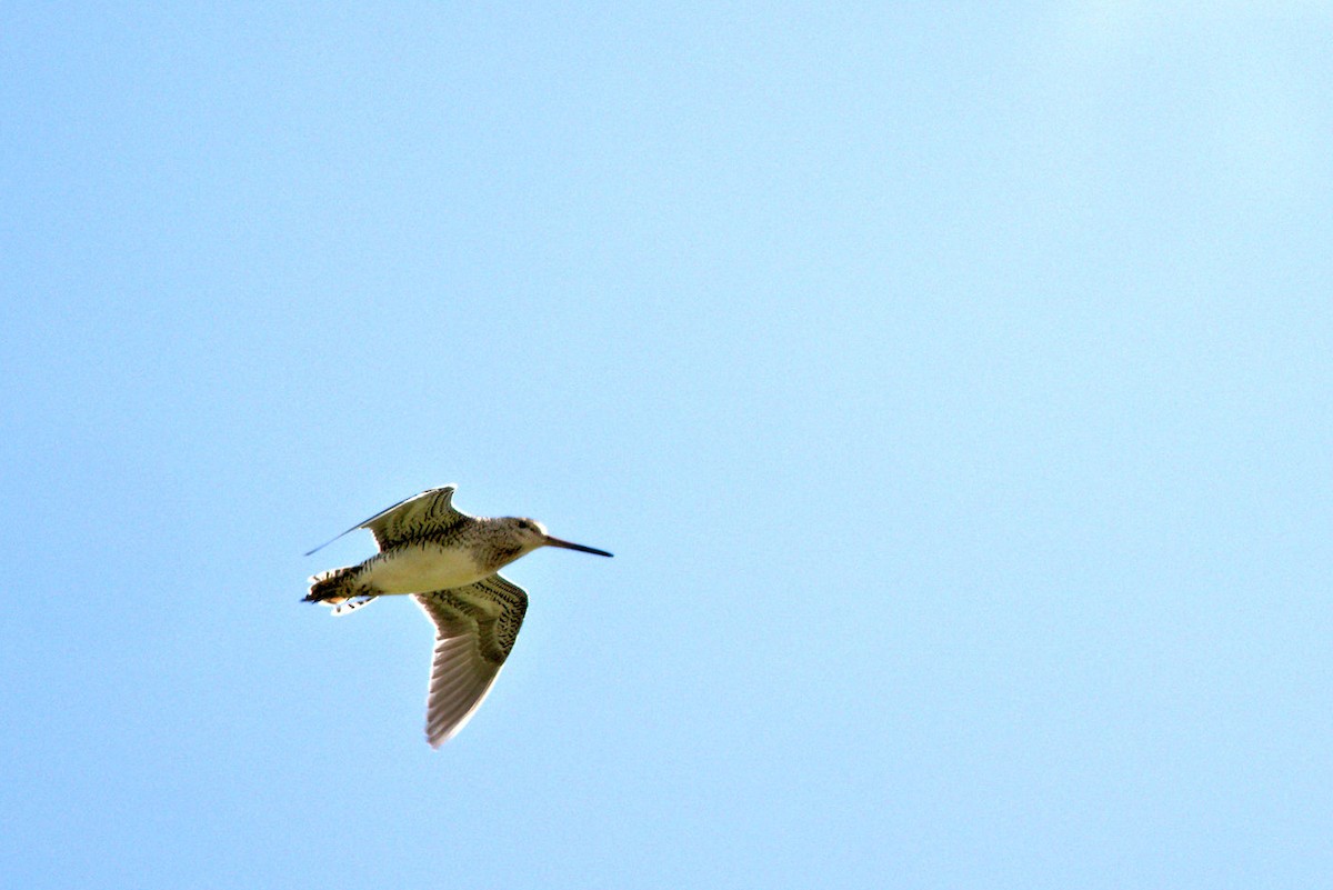 חרטומית ביצות - ML647523434