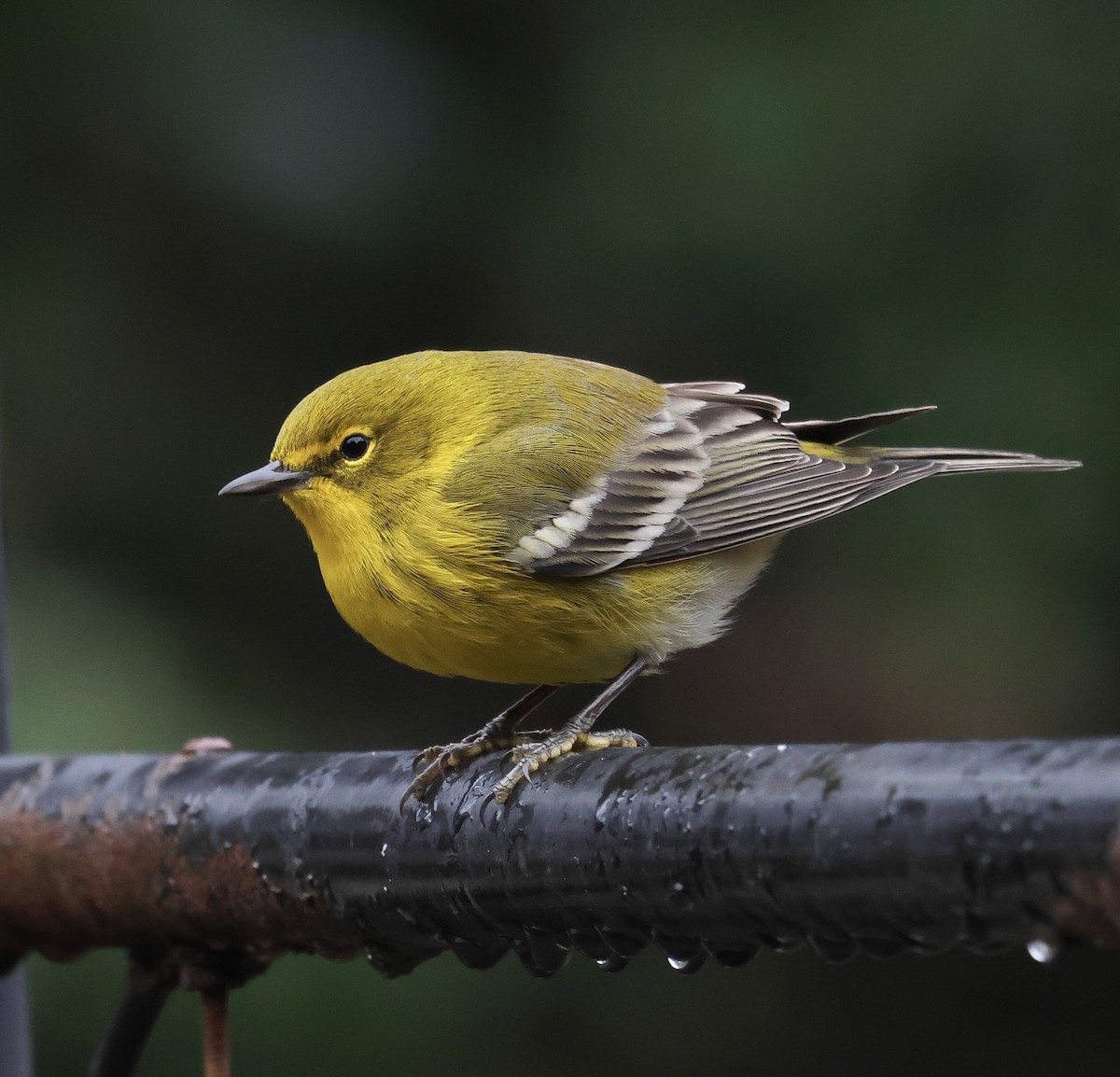 Pine Warbler - ML647523436