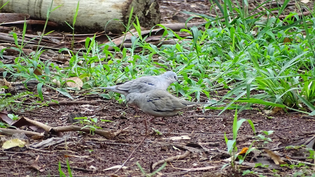 Picui Ground Dove - ML647523452