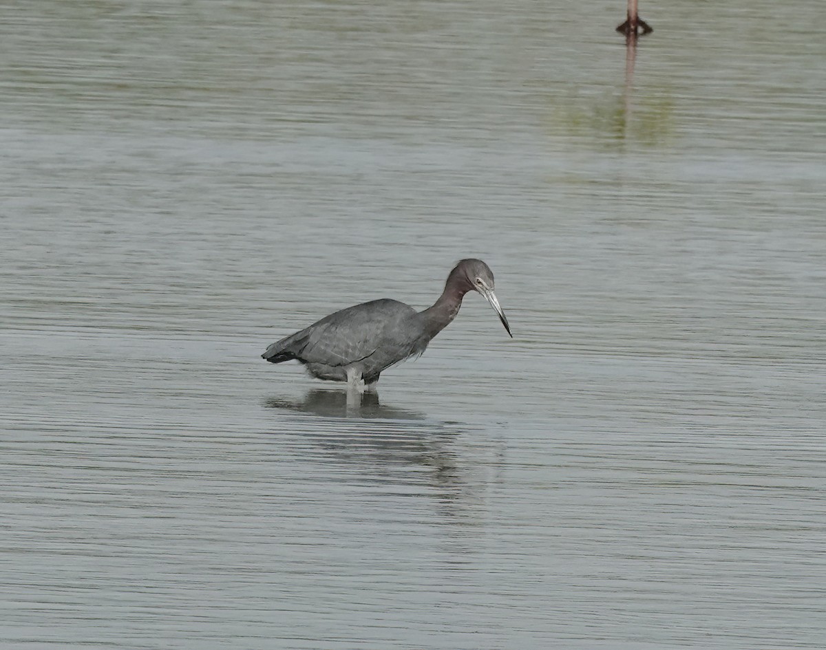 eBird Checklist - 13 Dec 2025 - Reserva Natural Medio Mundo y Daguao ...