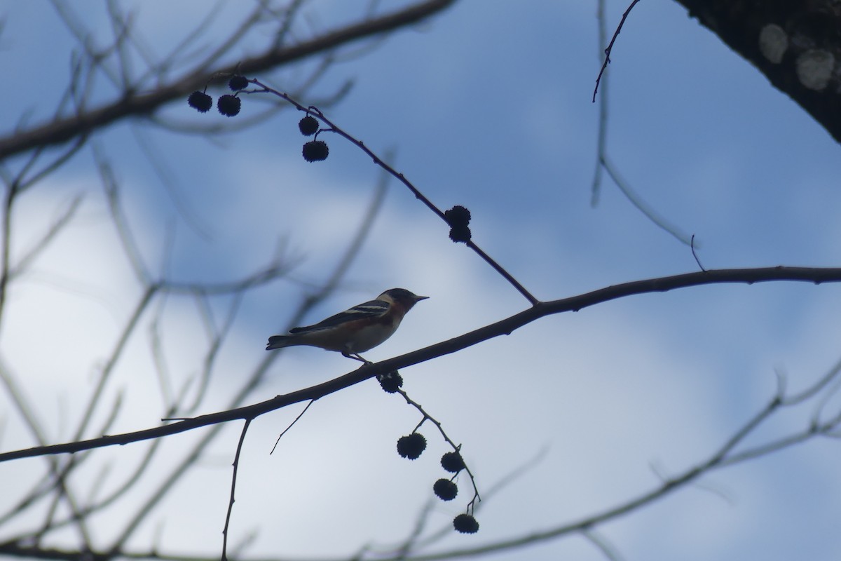 Bay-breasted Warbler - ML647523474