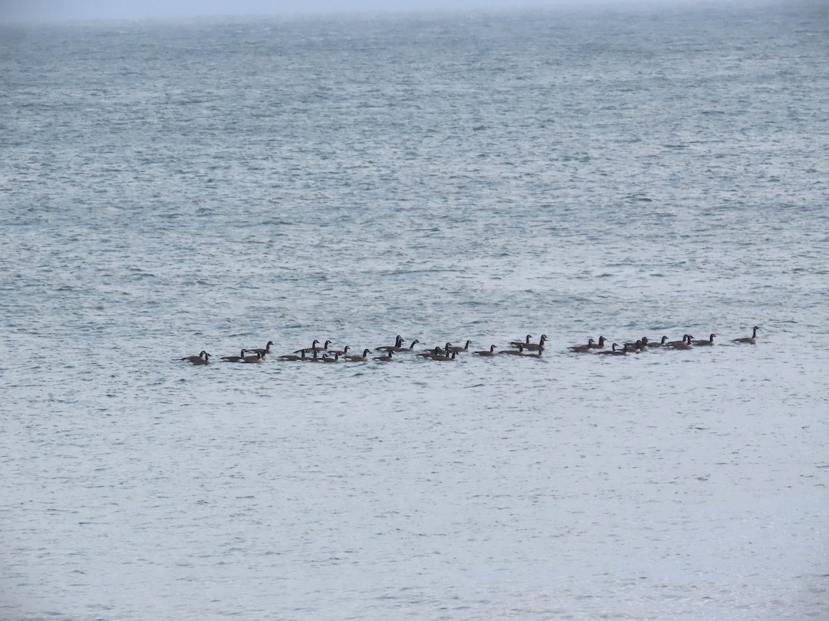 Barnacla Canadiense Grande - ML647523477