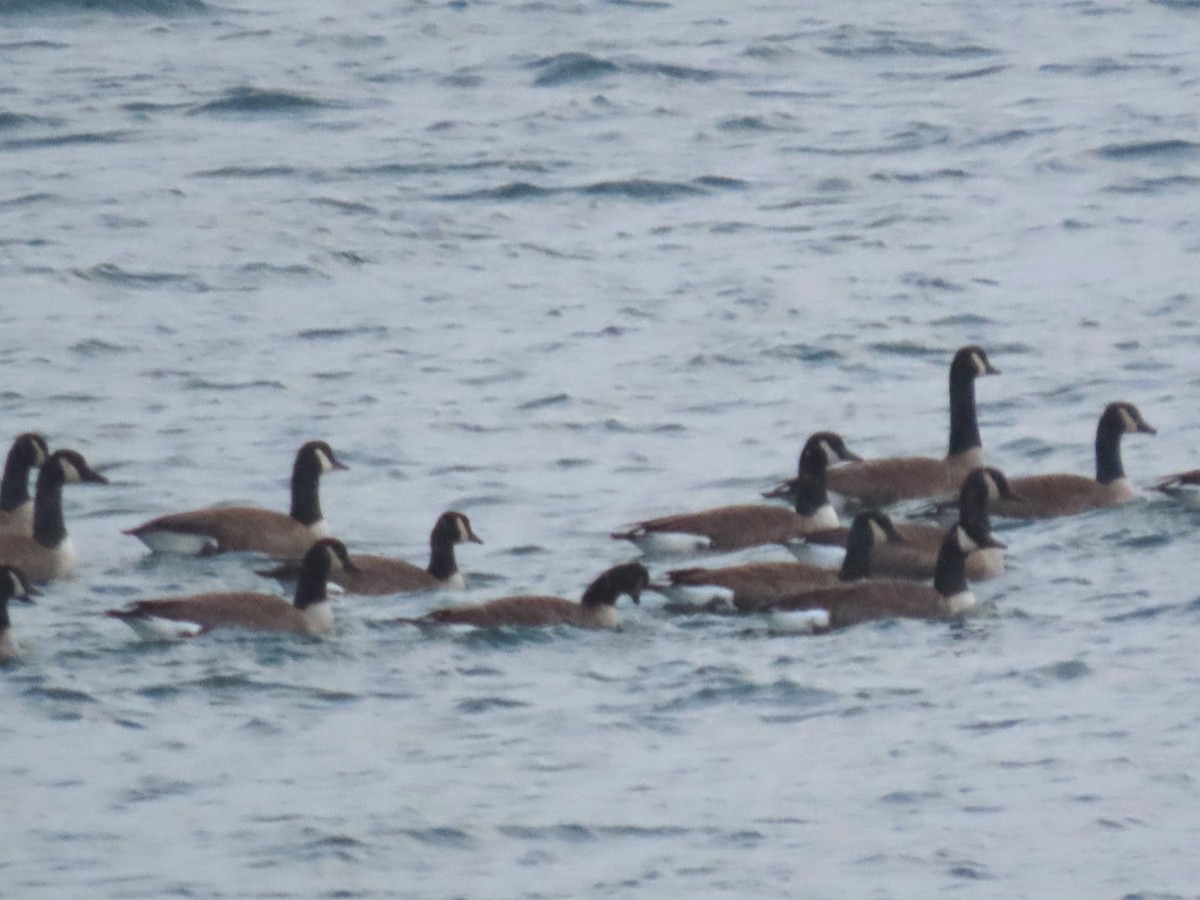 Barnacla Canadiense Grande - ML647523478