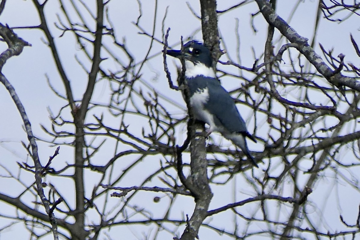 שלדג אמריקני - ML647523484