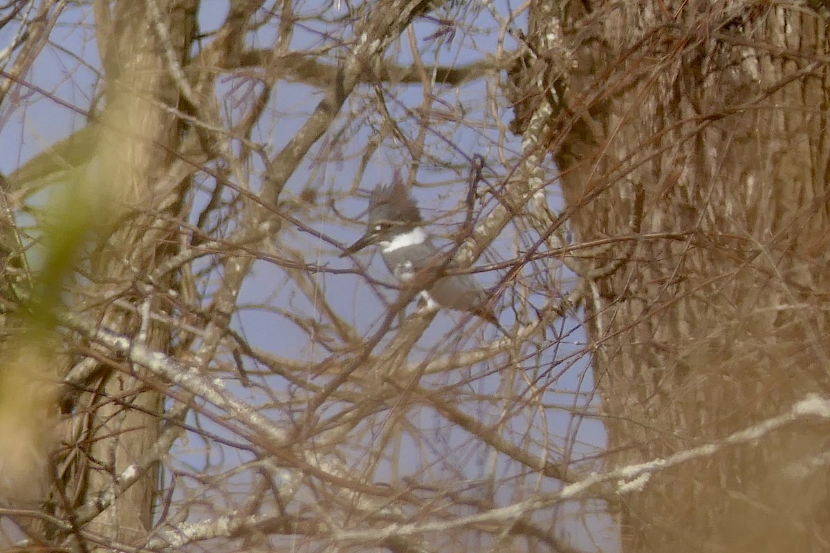 שלדג אמריקני - ML647523485