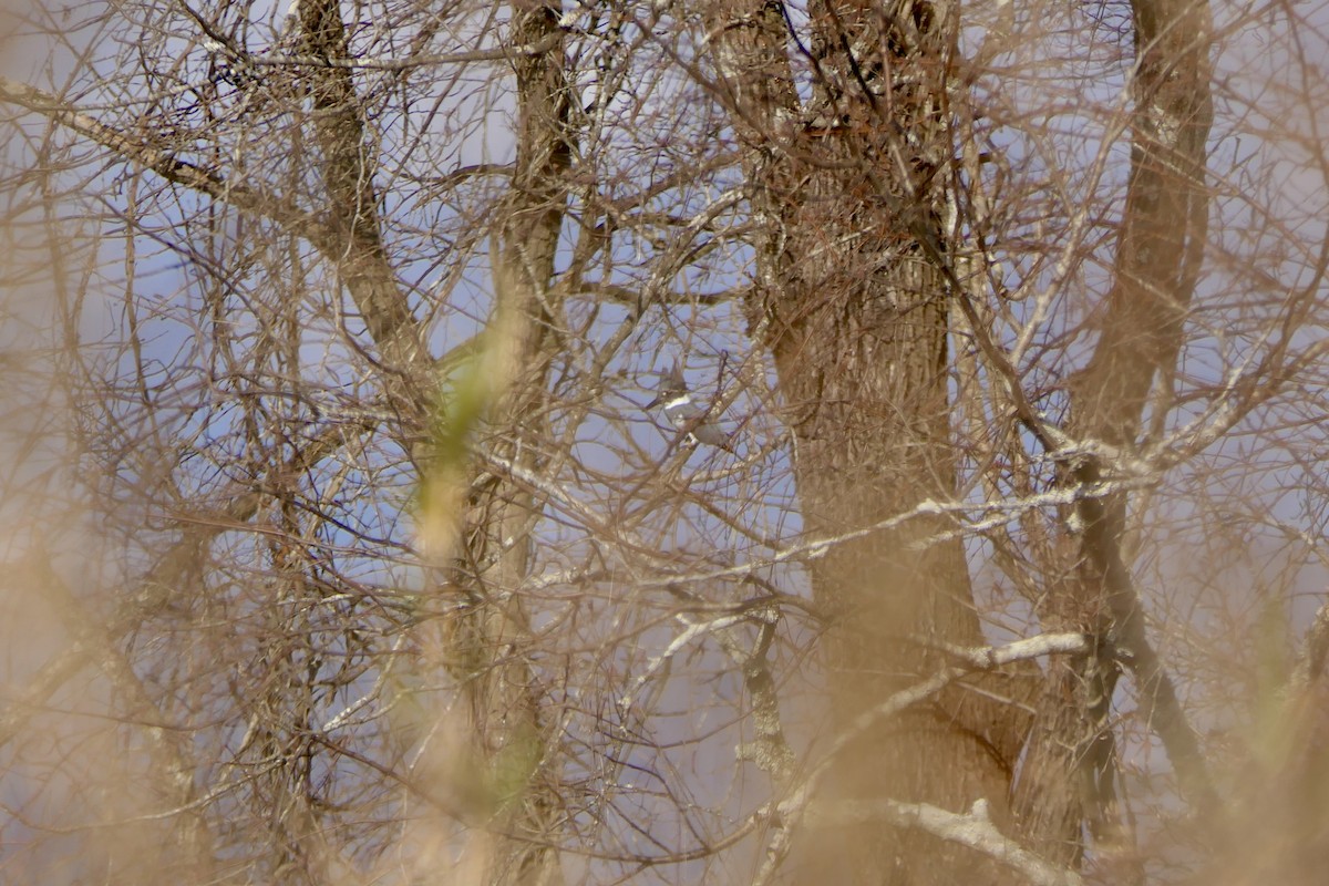 שלדג אמריקני - ML647523486