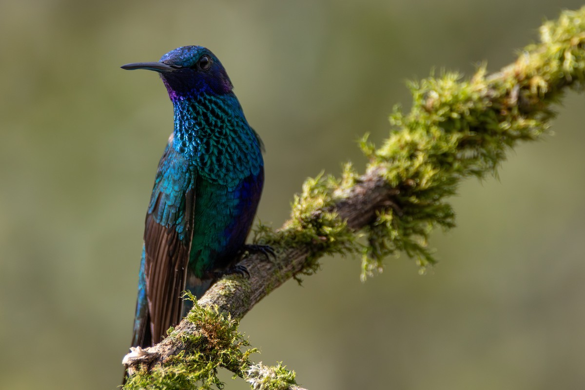 Sparkling Violetear - ML647523488