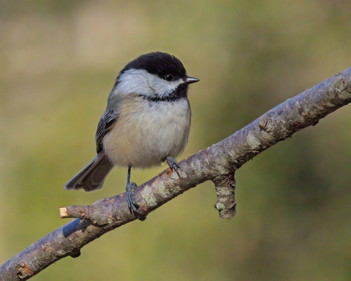 Гаїчка світлокрила - ML647523503