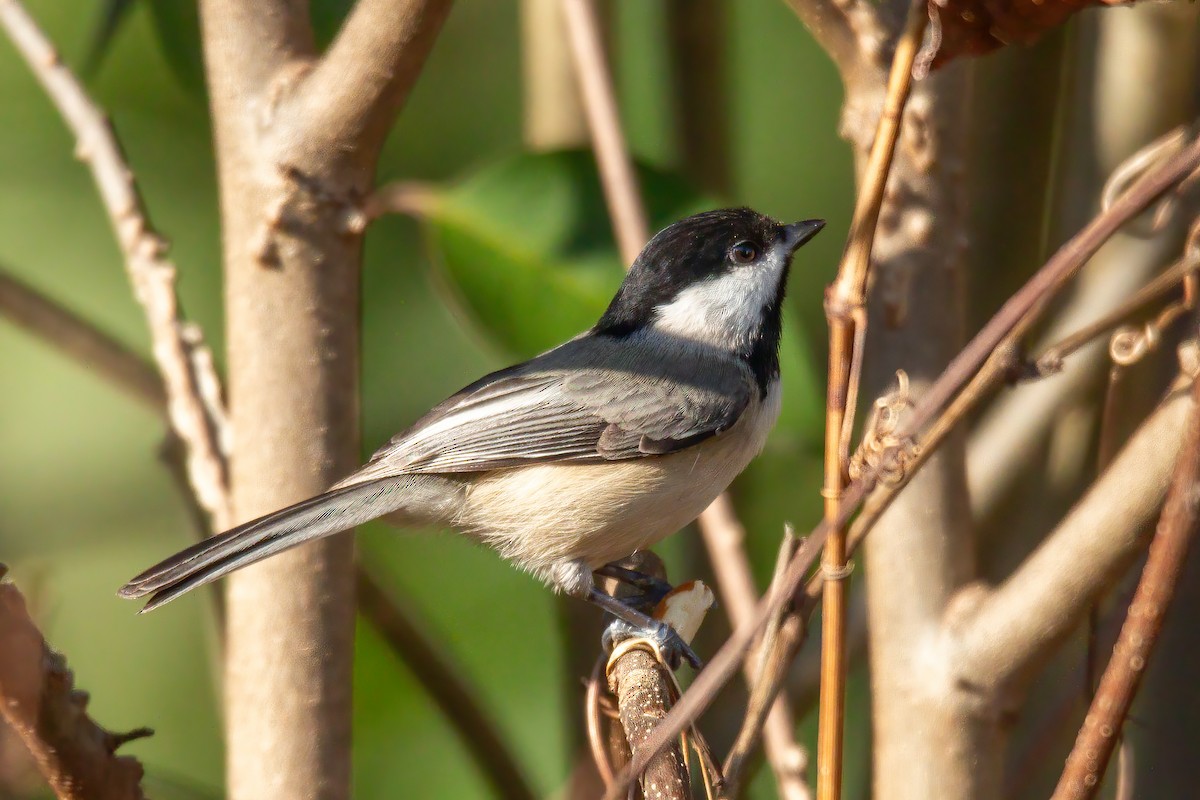 Carolina Chickadee - ML647523510