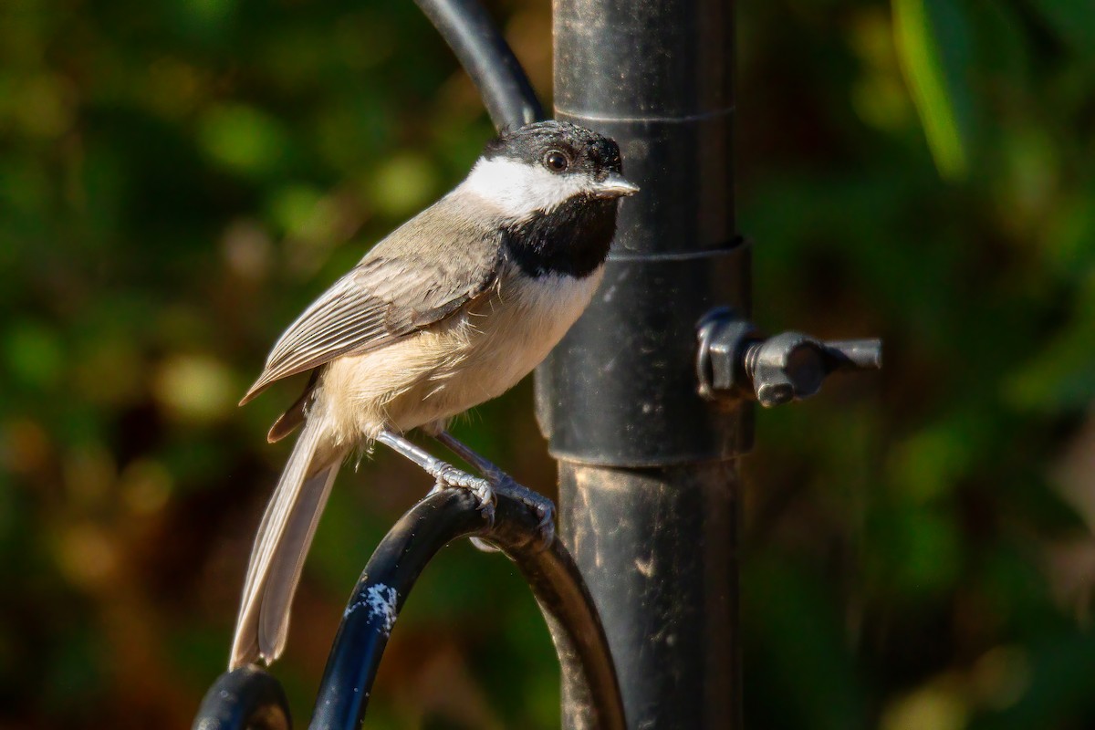 Carolina Chickadee - ML647523511