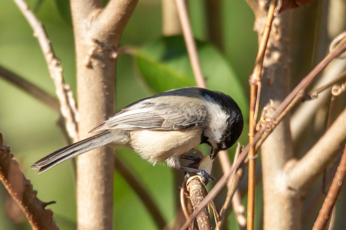 Carolina Chickadee - ML647523512