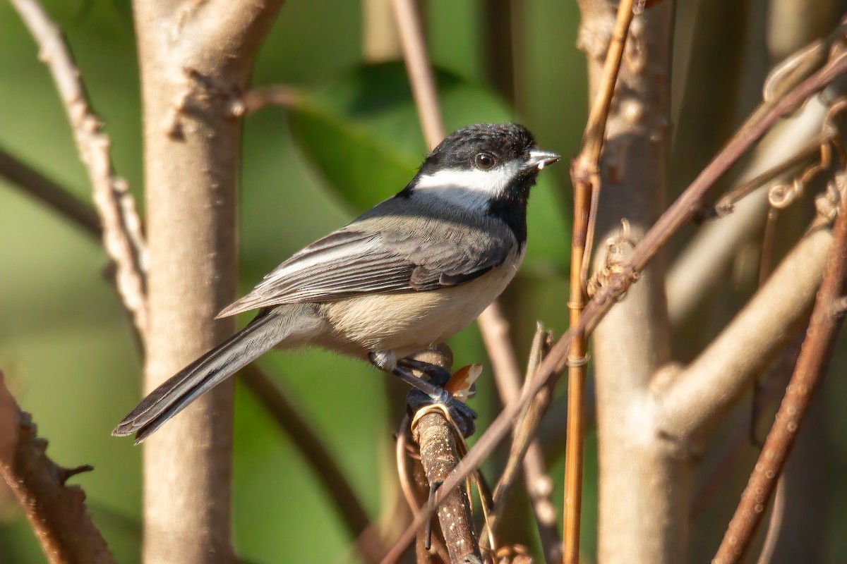 Carolina Chickadee - ML647523513