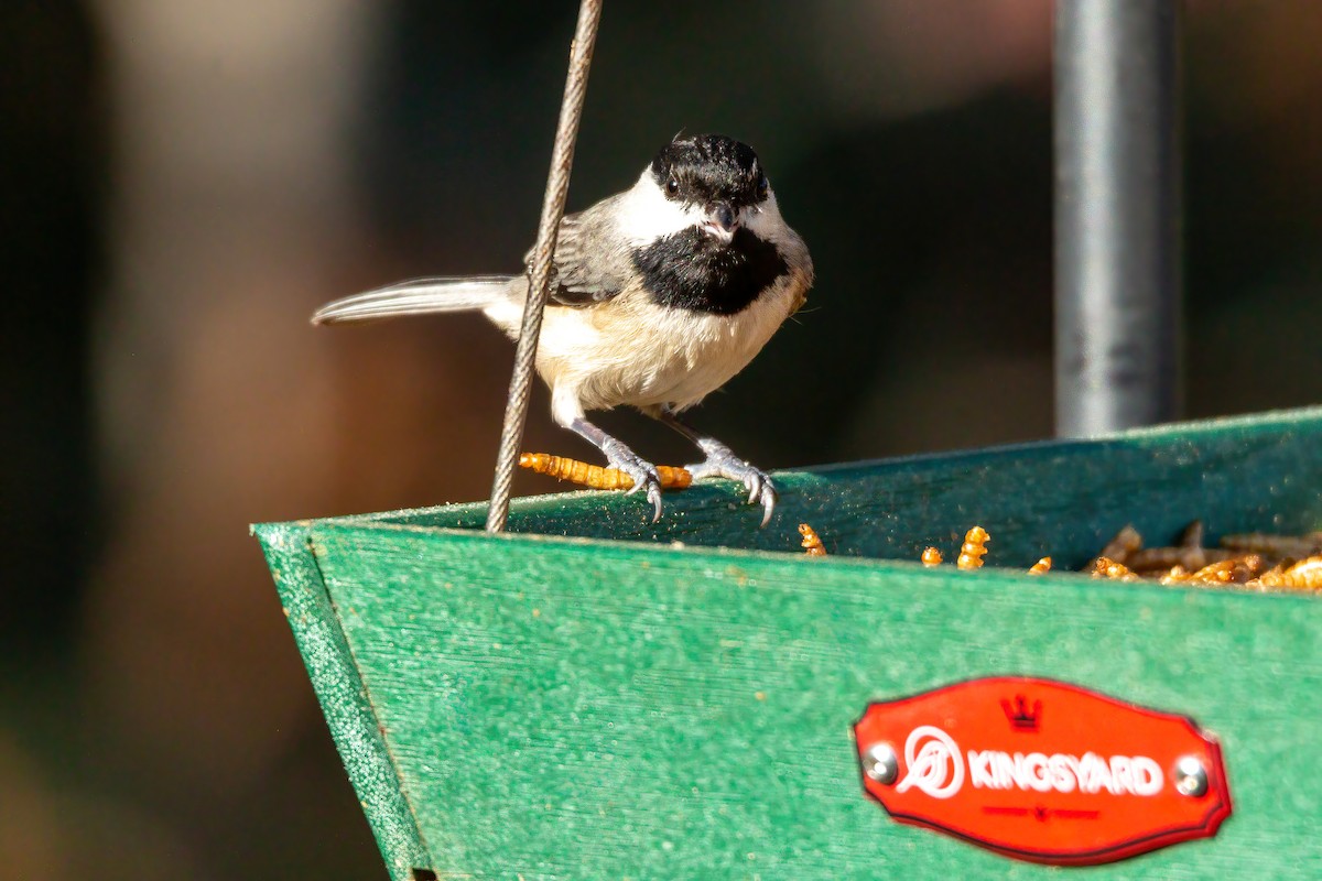 Carolina Chickadee - ML647523514