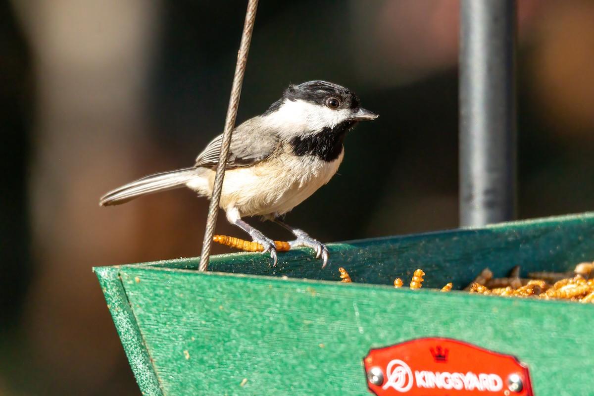 Carolina Chickadee - ML647523515