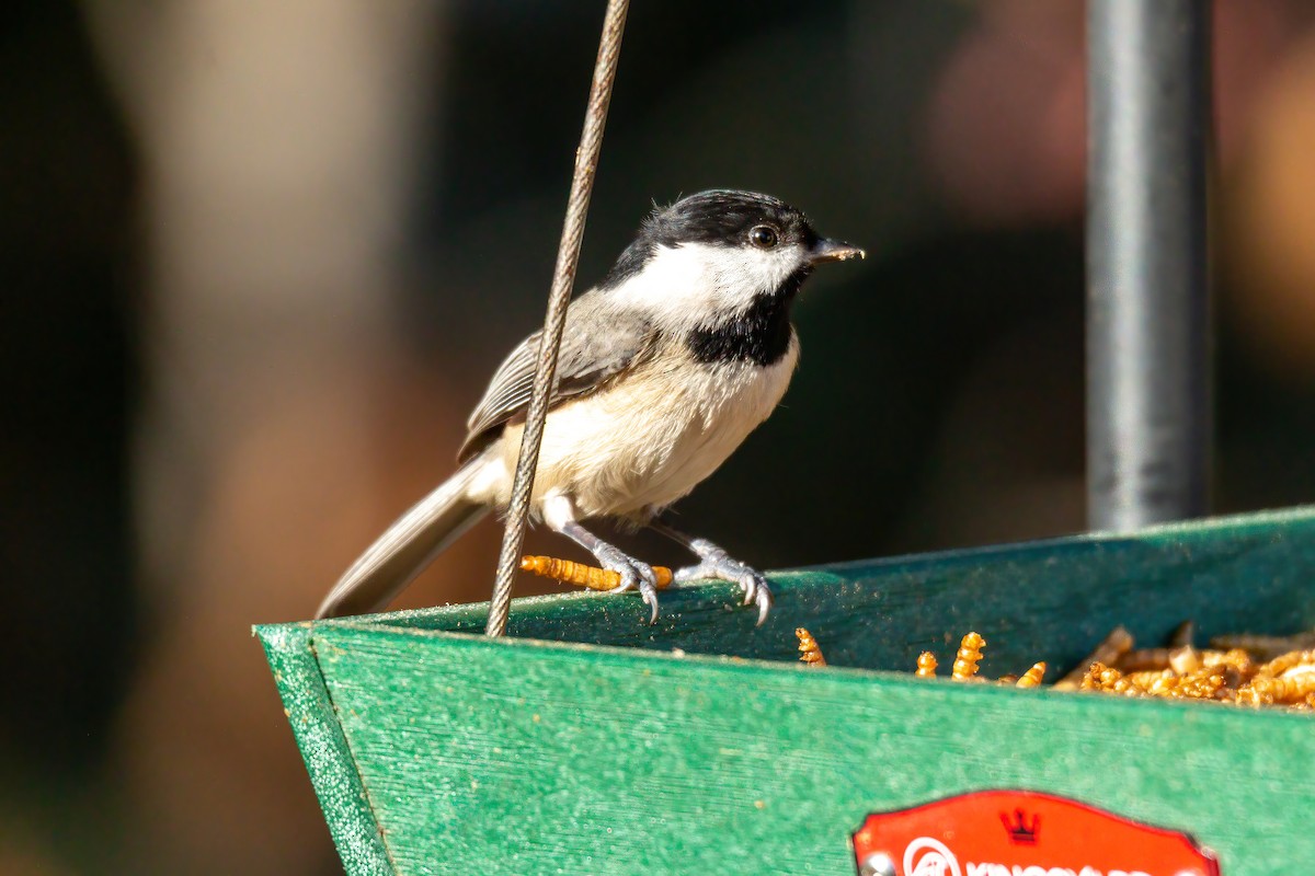 Carolina Chickadee - ML647523516