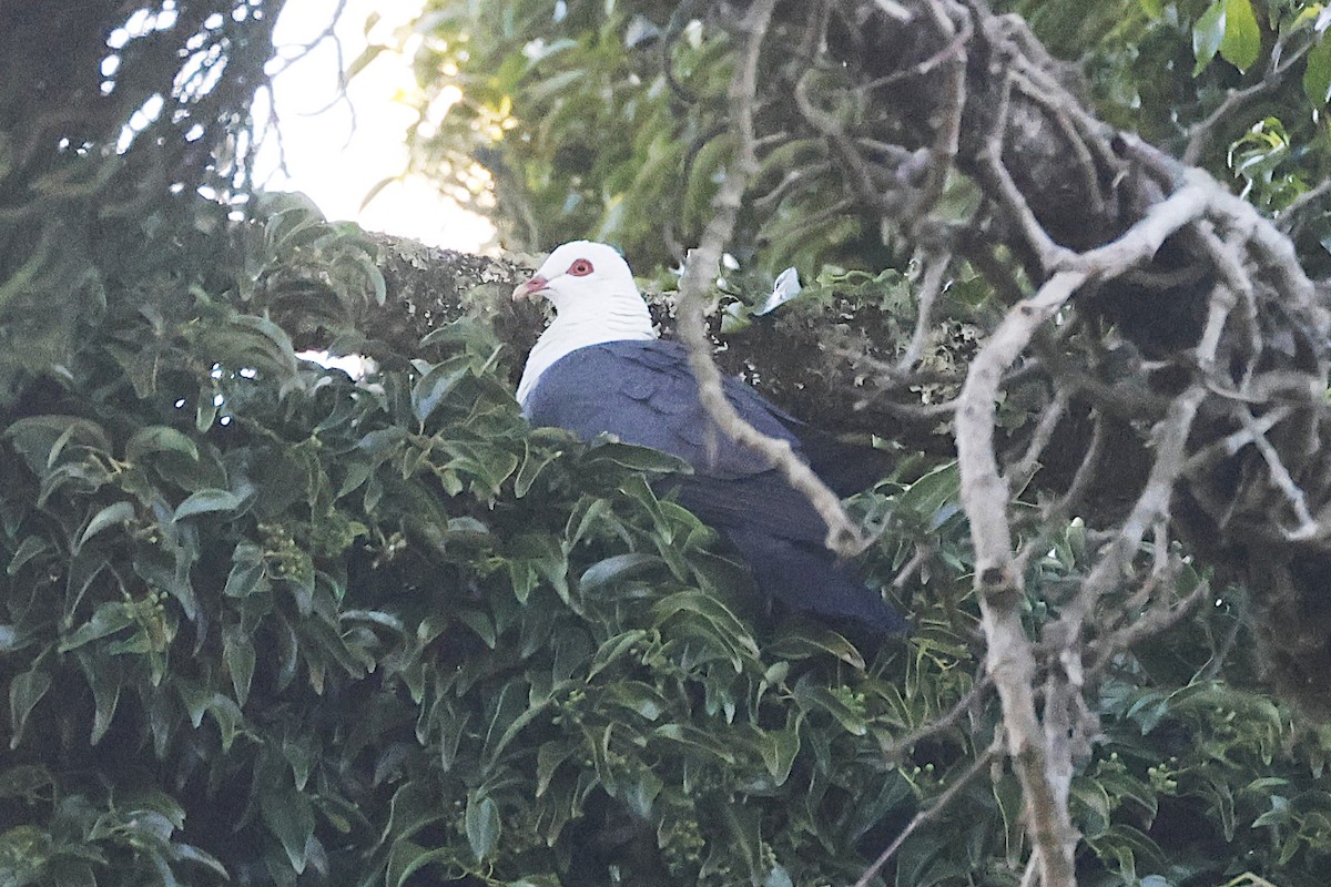 White-headed Pigeon - ML647523527