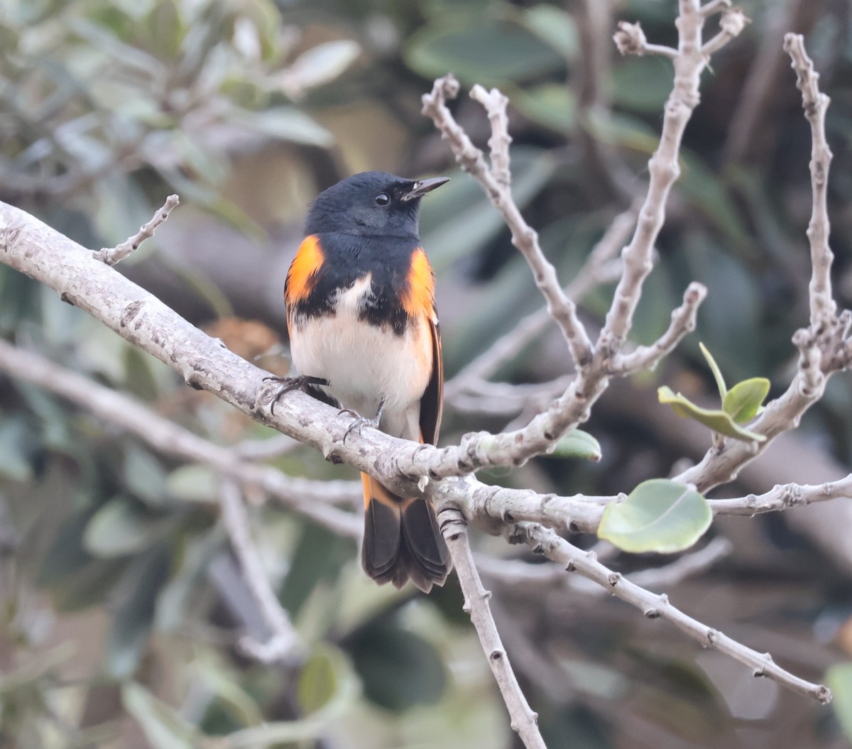 Kızıl Kuyruklu Ötleğen - ML647523530