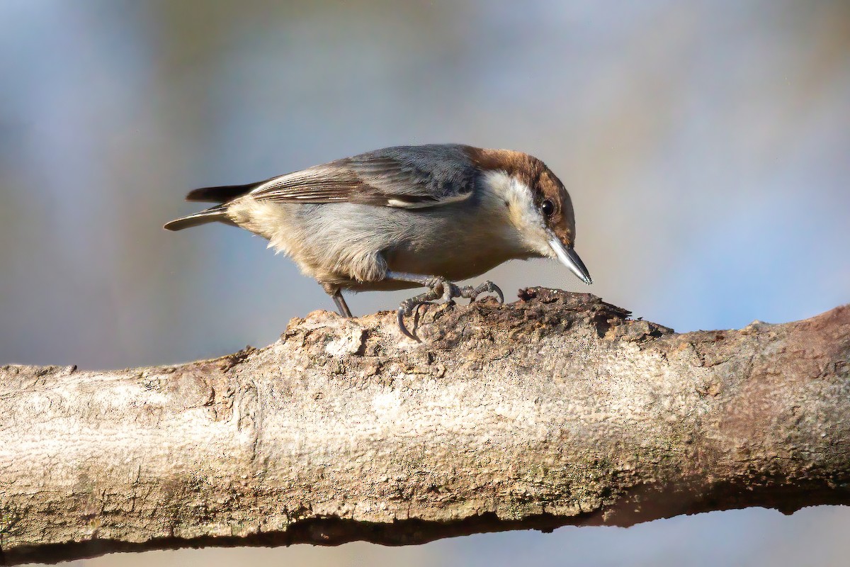 Brown-headed Nuthatch - ML647523544