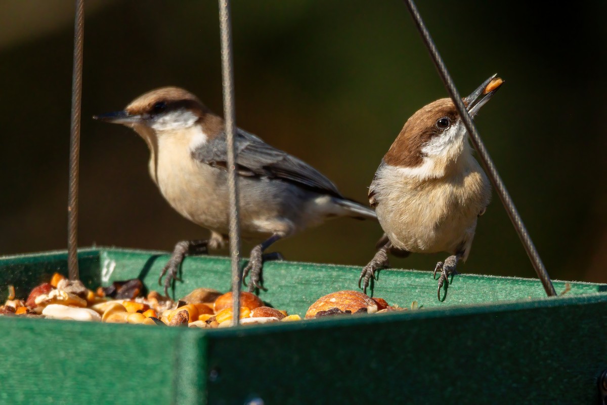 Brown-headed Nuthatch - ML647523545