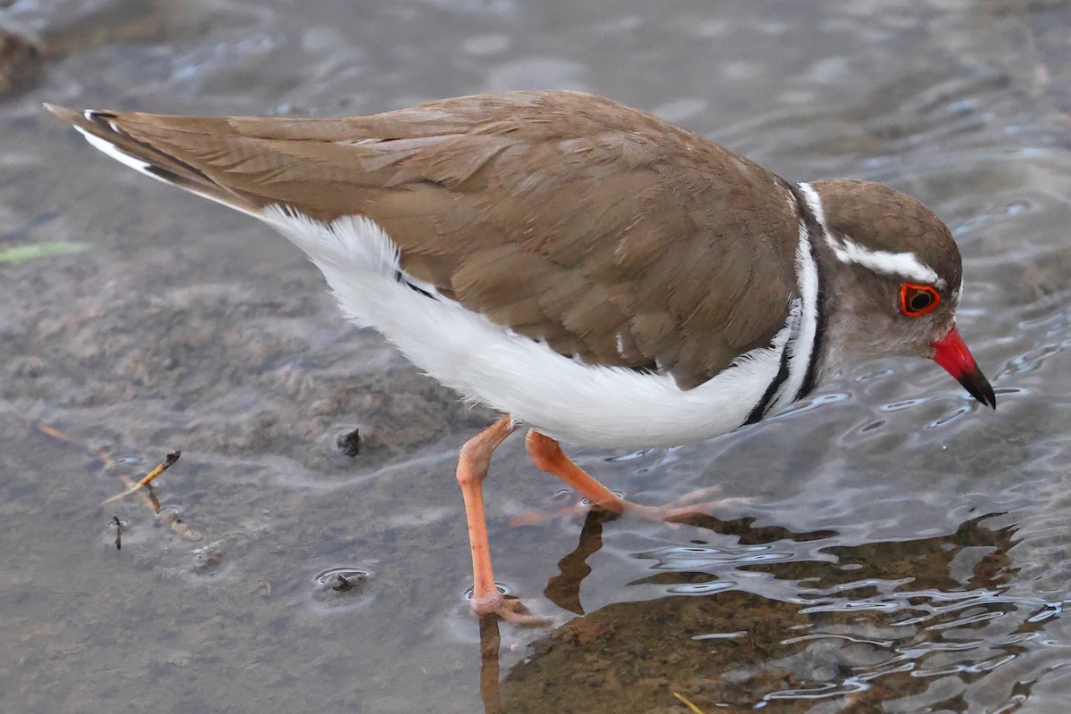 Chorlitejo Tricollar - ML647523575
