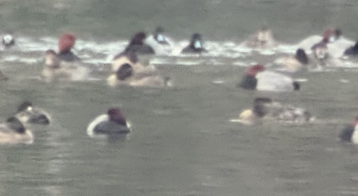 雑種 アメリカホシハジロ ｘ コスズガモ - ML647523588