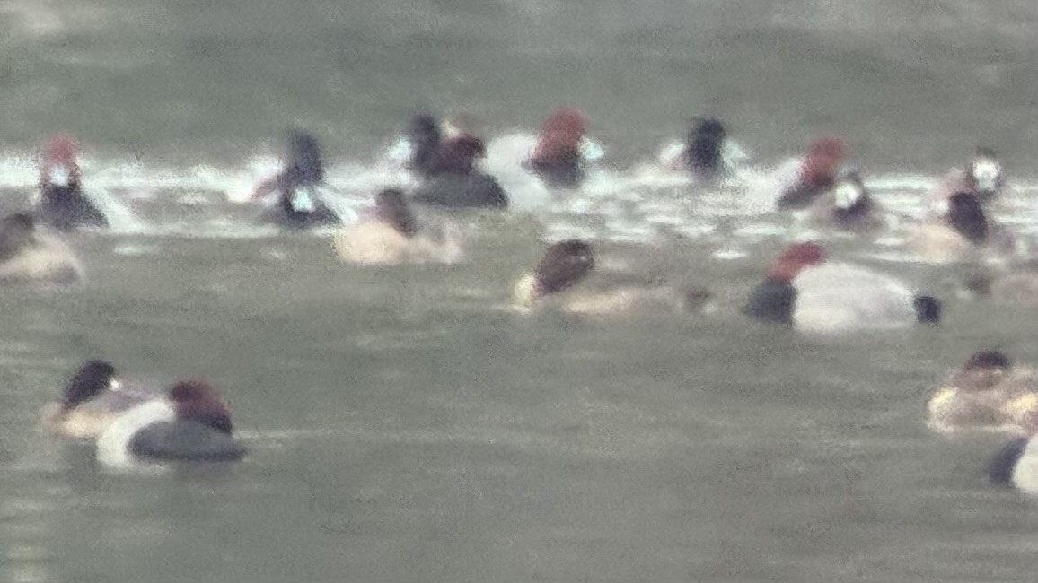 雑種 アメリカホシハジロ ｘ コスズガモ - ML647523589