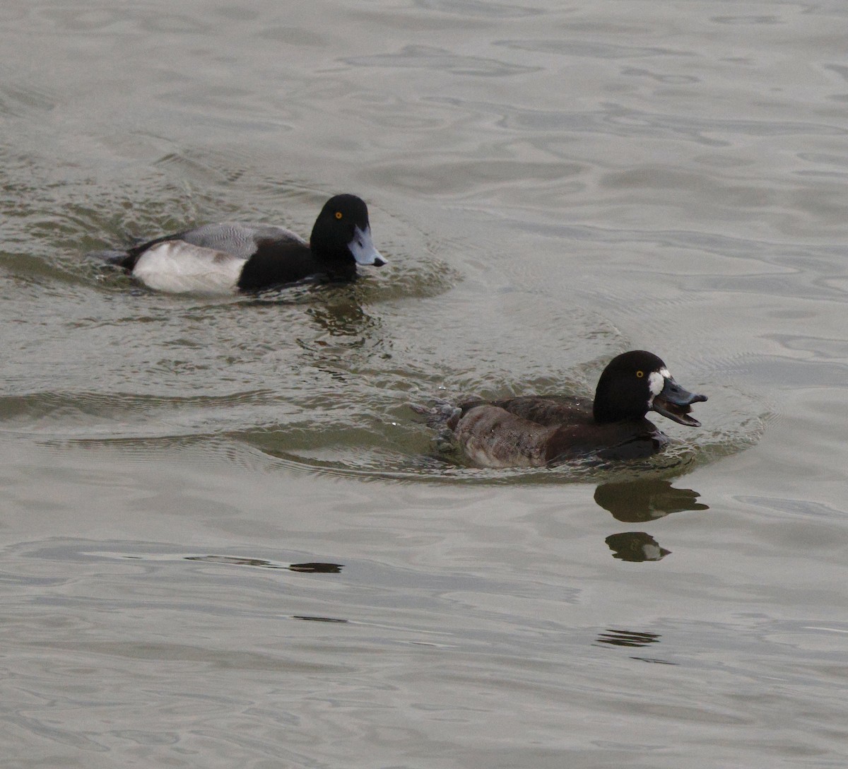 Морская чернеть - ML647523590