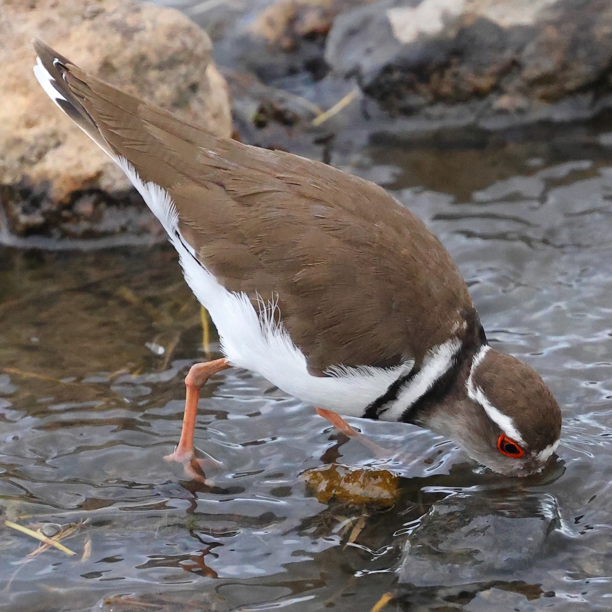 Chorlitejo Tricollar - ML647523592