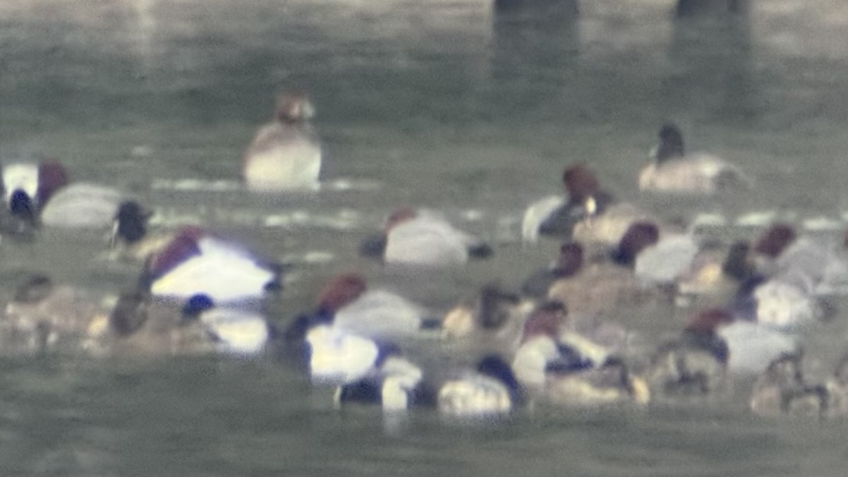 Murgilari bizkarzuria - ML647523601