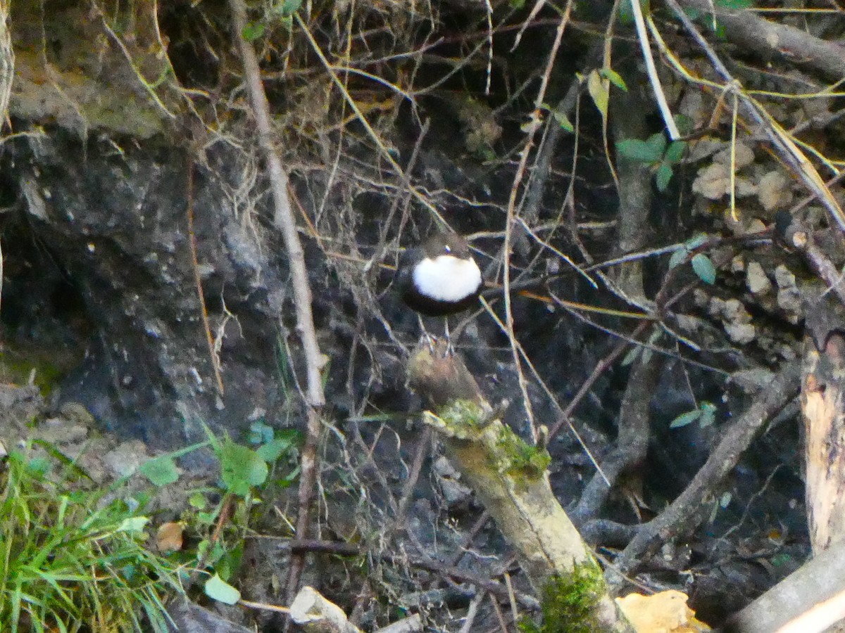 Пронурок біловолий - ML647523603