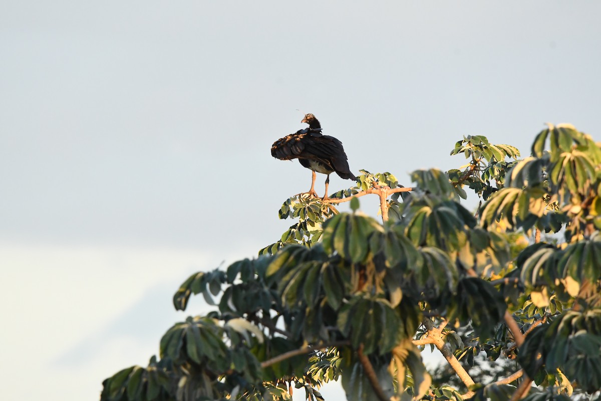 ツノサケビドリ - ML647523616