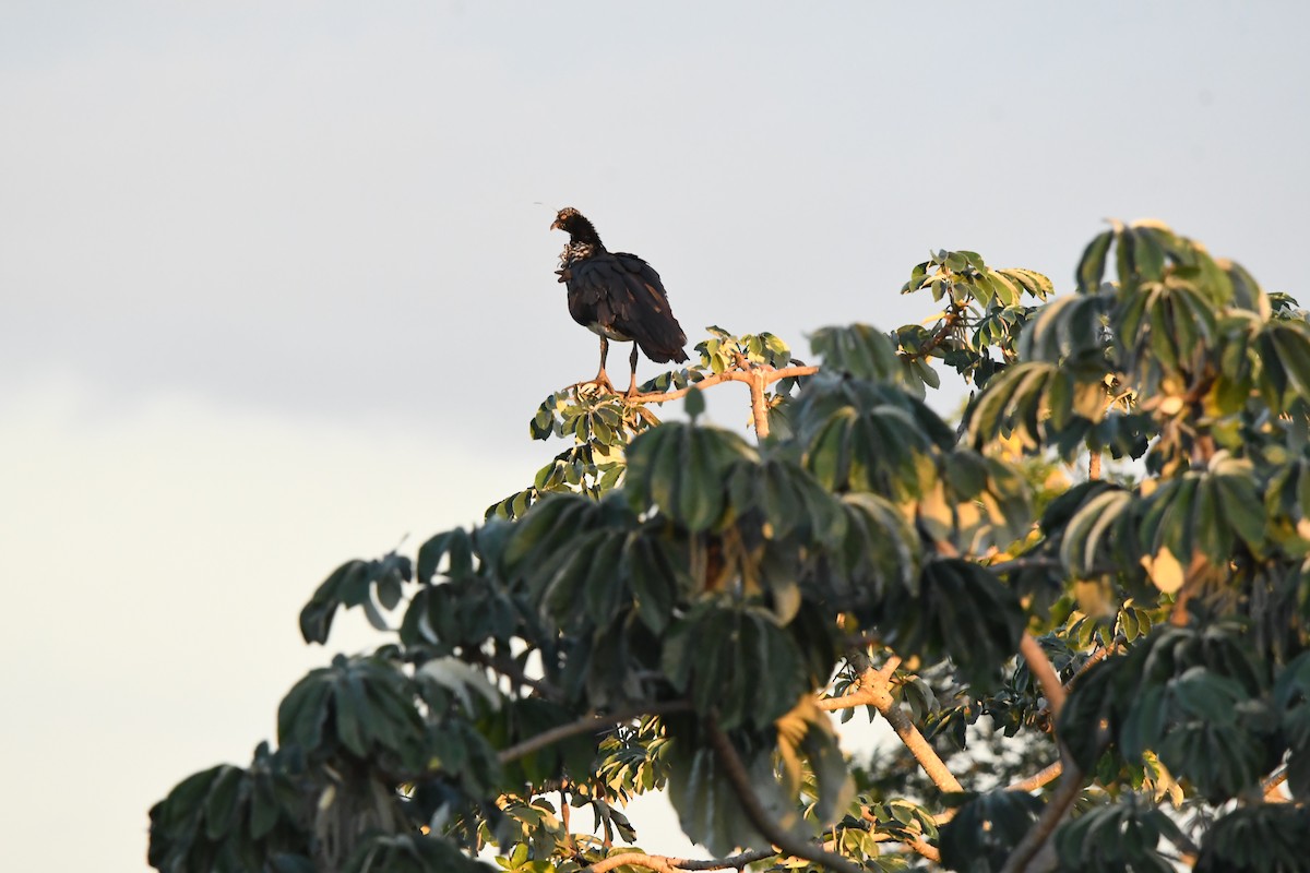 ツノサケビドリ - ML647523618