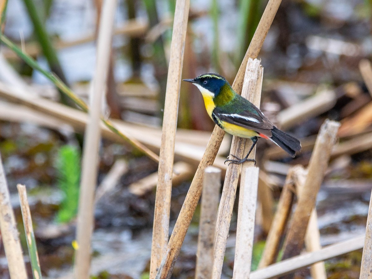 Many-colored Rush Tyrant - ML647523621