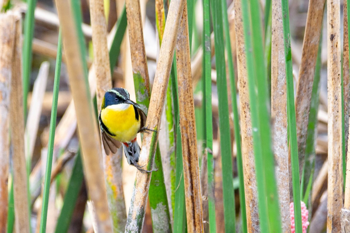 Many-colored Rush Tyrant - ML647523622