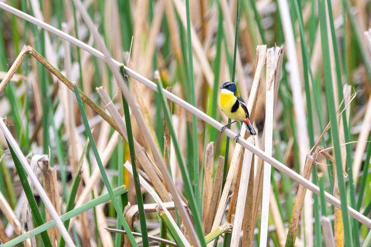 Many-colored Rush Tyrant - ML647523623