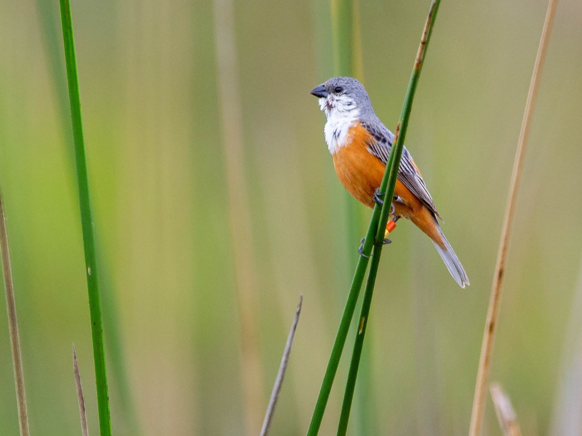 Sumpfspelzer - ML647523644