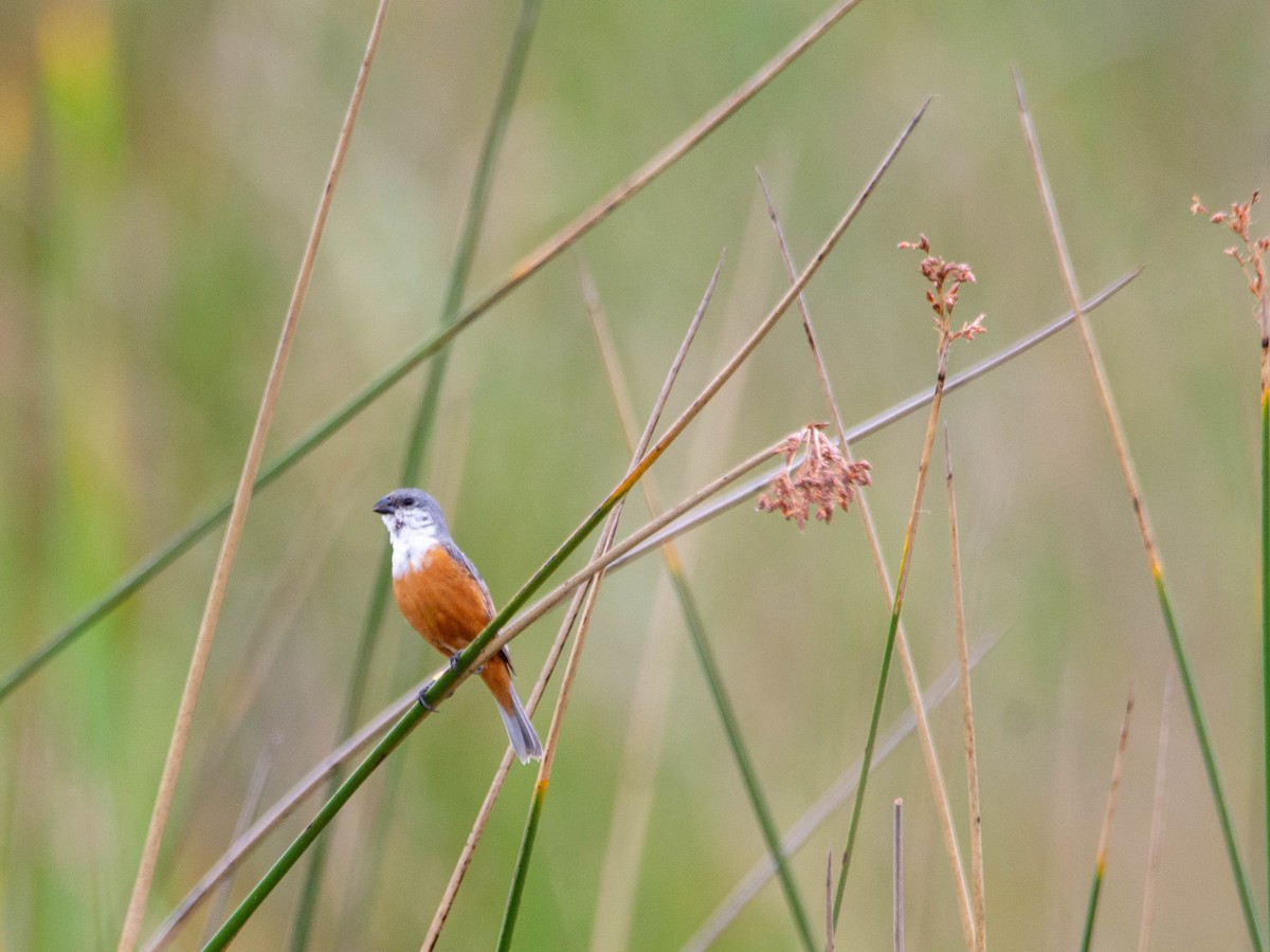 Sumpfspelzer - ML647523645