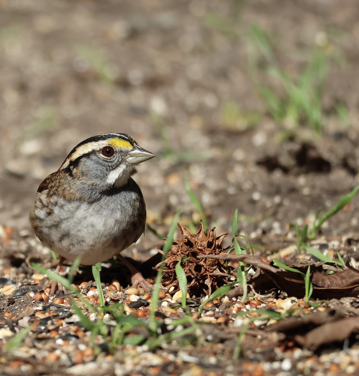 White-throated Sparrow - ML647523698