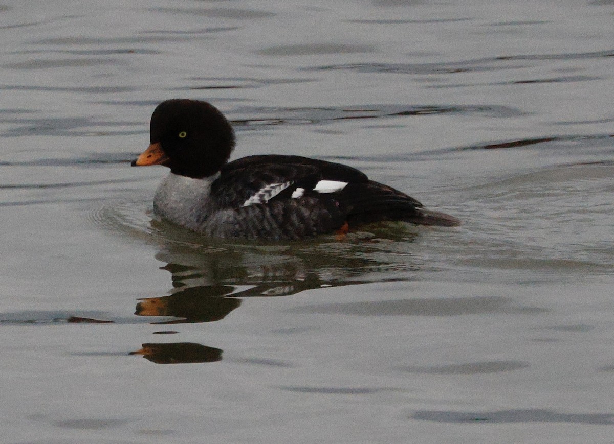 Murgilari islandiarra - ML647523699