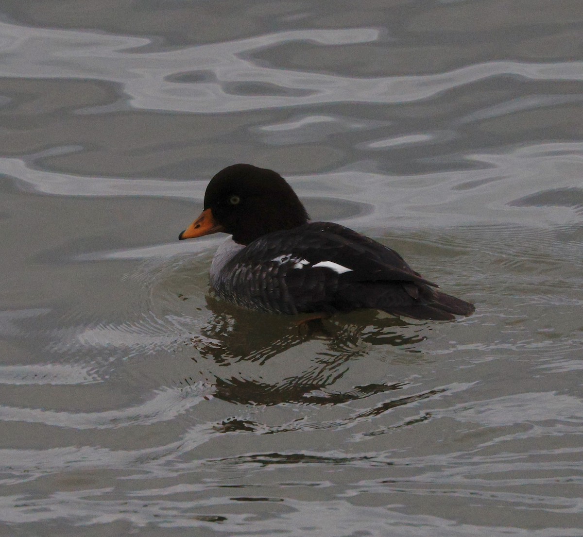 Murgilari islandiarra - ML647523701