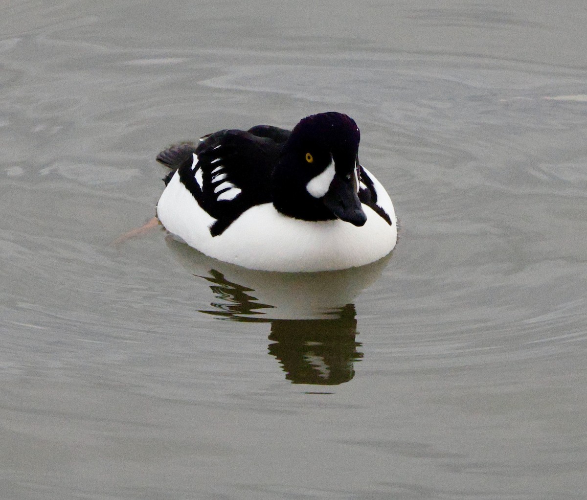 Murgilari islandiarra - ML647523702