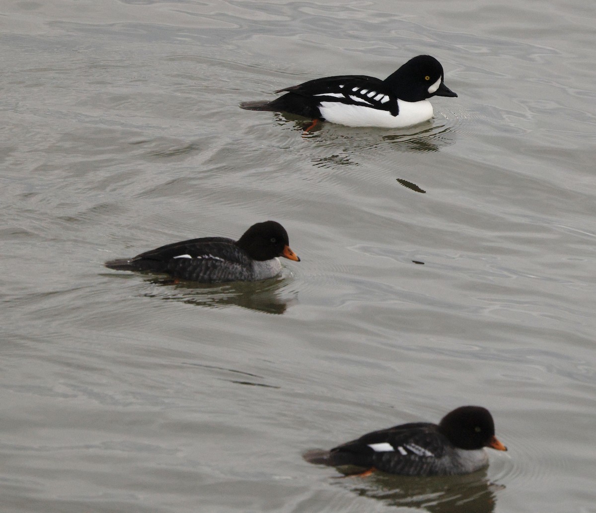 Murgilari islandiarra - ML647523703