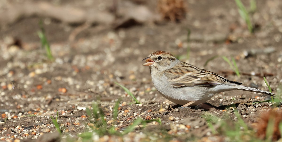 Chipping Sparrow - ML647523705