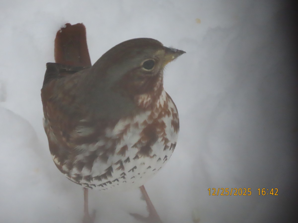 Chingolo Zorruno (iliaca/zaboria) - ML647523709