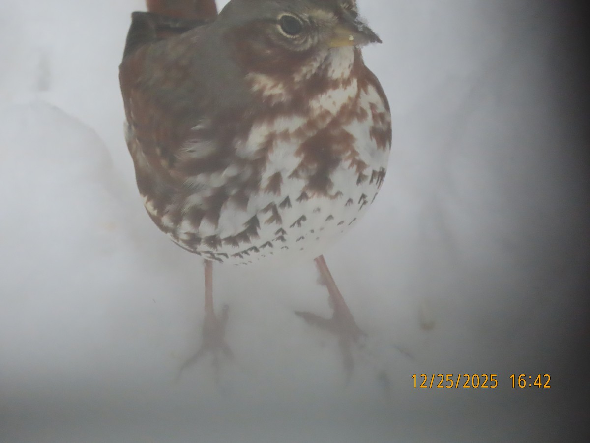 Chingolo Zorruno (iliaca/zaboria) - ML647523710