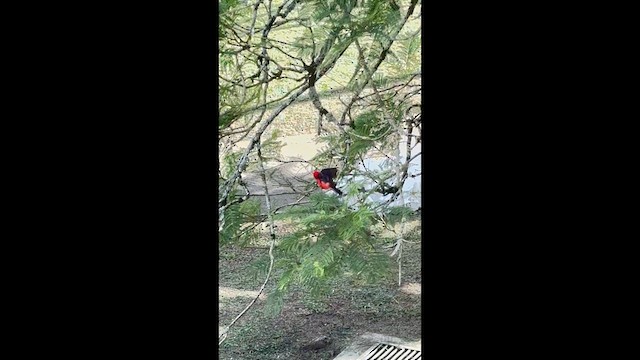 Vermilion Flycatcher - ML647523711