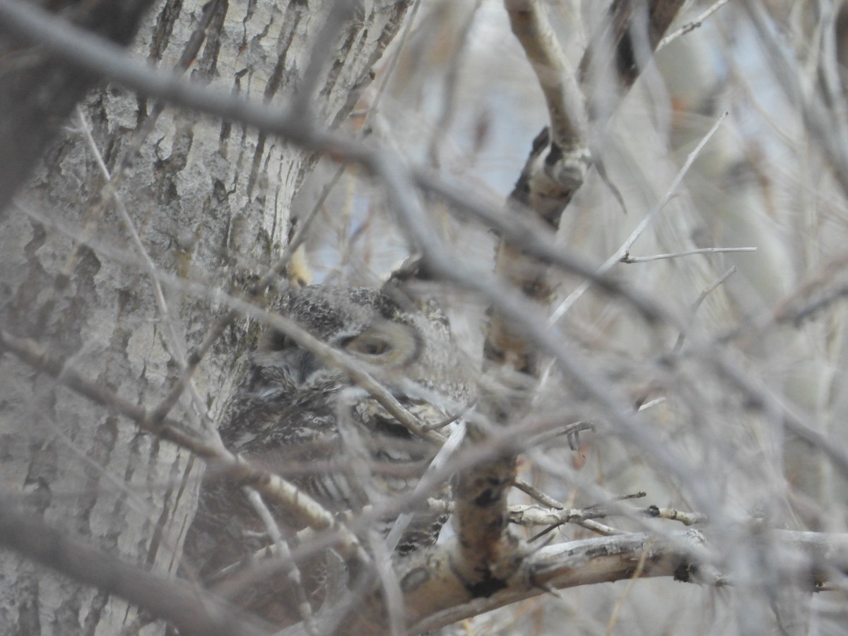 Grand-duc d'Amérique - ML647523758