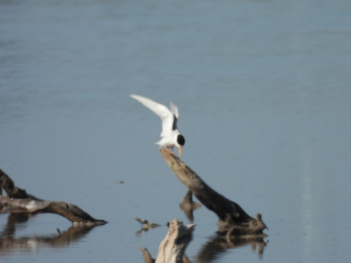 Australian Fairy Tern - ML647523759