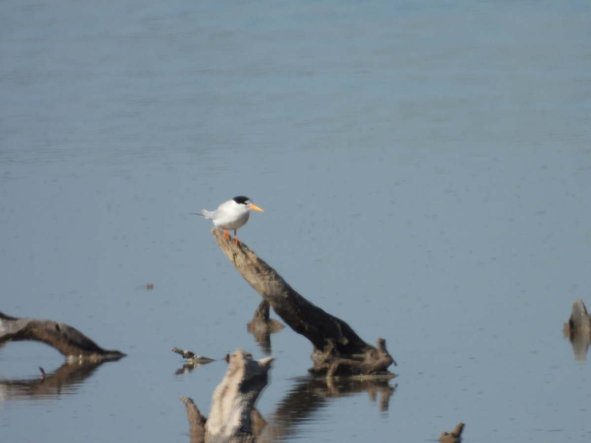 Australian Fairy Tern - ML647523760