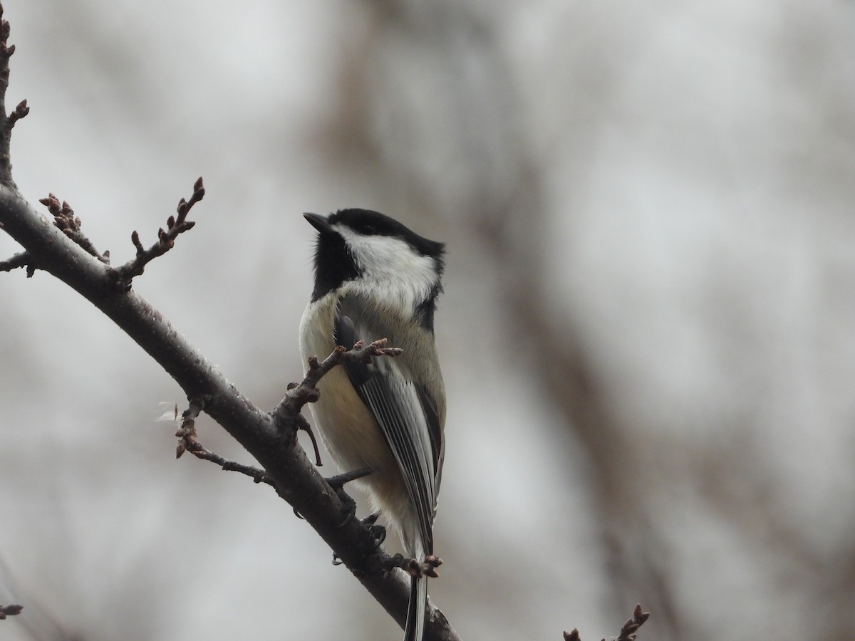 Mésange à tête noire - ML647523765